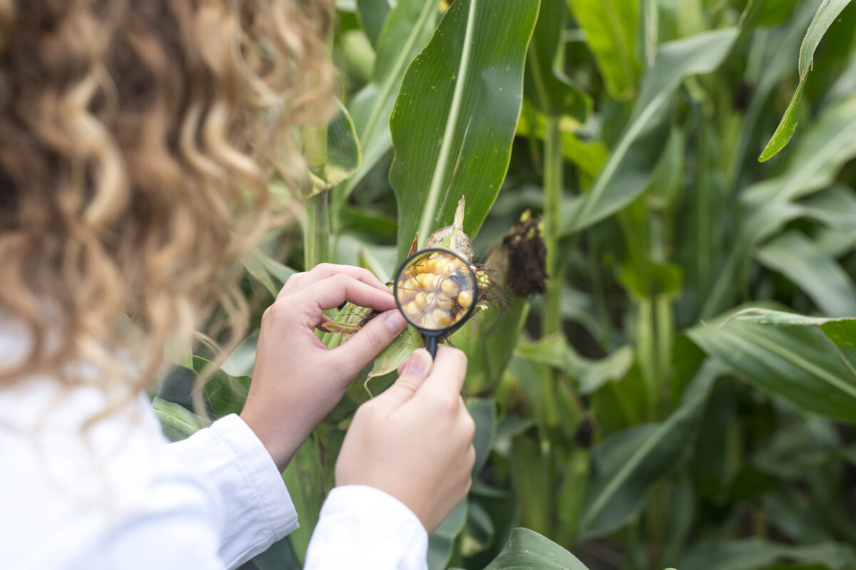 Synergy Seeds agronomist checking crop quality in field