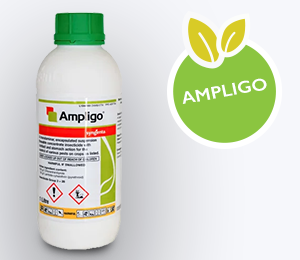 Ampligo