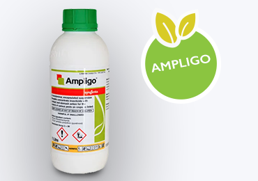 AMPLIGO