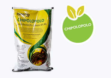 Chipolopolo
